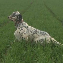 Acutalites22-1-400x284