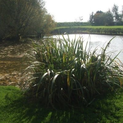 ETANG