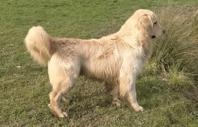 Parents-golden13