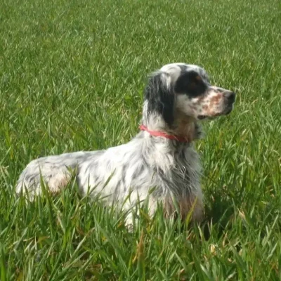 Chasse