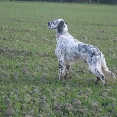 Chasse