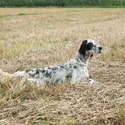 Chasse
